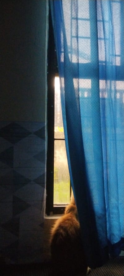 A ginger cat is sitting near a window draped with a sheer blue curtain. The window is partially obscured by the curtain, but sunlight is visible, casting light and shadows. Outside the window, greenery is faintly visible. The wall to the left of the window has a diamond pattern. The cat is facing away from the camera, towards the window. The scene appears to be indoors, in a residential setting, possibly in Duman, Indonesia, given the context. The overall lighting is dim, with the brightest area being the window and the area near the cat.