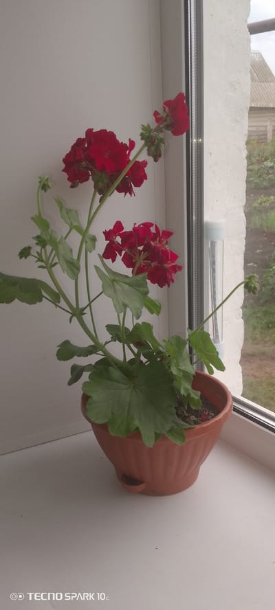 The image shows a potted red geranium plant on a windowsill in Srednii, Russia. The plant has several clusters of vibrant red flowers and green leaves. The pot is a reddish-brown color and sits on a white windowsill. To the right of the plant, a portion of a window frame is visible, with a thermometer attached to the inside of the window. Beyond the window, a glimpse of an outdoor scene can be seen, with what appears to be a house with a corrugated roof and some greenery, suggesting a rural or suburban setting. The lighting suggests it is daytime, and the presence of the thermometer implies it is a day where the temperature is being monitored. The overall scene conveys a sense of domestic tranquility and a connection to nature, with the plant being a focal point against the backdrop of the window and the outdoors. The bottom left corner of the image shows the text "TECNO SPARK 10c".