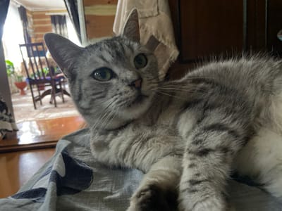 A grey tabby cat is lying on a grey and blue patterned blanket indoors. The cat is looking towards the right of the frame with its eyes open. In the background, a wooden chair and a table can be seen near a window with brown curtains. The floor is made of polished wood. There is no information available regarding the location in the city of Askarovo, Russia.