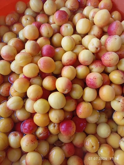 A close-up, overhead shot shows a large quantity of ripe apricots submerged in water, likely in a basin or bucket. The apricots are a mix of yellow and red, with some exhibiting a blush of pink or red. They are round to oval in shape and vary in size, with many showing a visible seam down the middle, characteristic of stone fruit. The water creates a slightly distorted view of the fruit beneath the surface, and reflections are visible on the wet surfaces of the apricots. The overall impression is one of abundance and freshness. The image is dated "07.07.2026 17:56". The location is specified as the city of Кызыл-Сай, Kyrgyzstan.