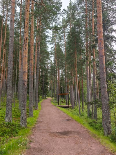 An unpaved dirt path curves through a pine forest in Peski, Russia. The path is reddish-brown and covered with loose dirt and small stones. On either side of the path, tall, slender pine trees with rough, textured bark dominate the scene. Their needles create a dense canopy overhead, with patches of sky visible through the branches. The forest floor is covered with a lush carpet of green moss, grass, and low-lying bushes. Small white wildflowers are scattered amongst the greenery, particularly along the left side of the path. To the right of the path, further into the trees, a wooden shelter with a roof and open sides is visible. Inside the shelter, two wooden chairs are placed. The overall atmosphere is serene and natural, suggesting a quiet, secluded area within the forest.