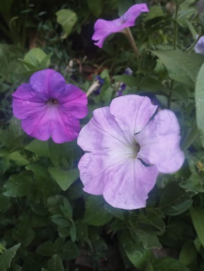 A close-up, eye-level shot captures two petunia flowers with velvety purple and lavender petals, respectively, in a garden setting. The purple petunia is on the left, with its petals spread open to reveal a dark center. The lavender petunia is to its right and slightly in front, its petals unfurling in a similar fashion, showing streaks of white in the center. The flowers are surrounded by lush green foliage, some leaves glistening with water droplets, suggesting recent rain or dew. In the background, out of focus, other purple petunia blooms are visible, adding depth to the scene. The overall impression is one of natural beauty and tranquility, with the vibrant colors of the flowers standing out against the verdant backdrop. This image was taken in Kyzyl-Senir, Kyrgyzstan, likely in a domestic garden or a public green space, during daylight hours.