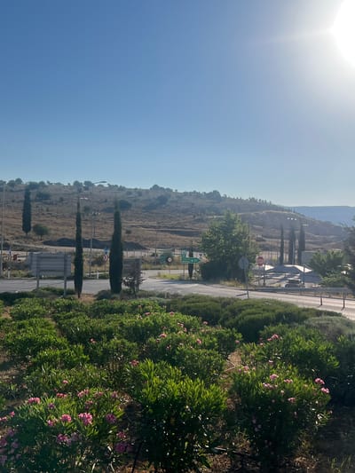 The image depicts a roadside scene in the Municipal Unit of Amphilohia, Greece, under a clear, bright blue sky. In the foreground, a dense arrangement of green shrubs with small pink flowers fills the lower portion of the frame. Beyond the shrubs, a road curves through the landscape, bordered by a white barrier. Two tall, slender cypress trees stand prominently near the road, with several other similar trees scattered further into the background.
The mid-ground reveals a brown, arid hillside dotted with sparse vegetation and some larger trees. Several road signs are visible: one green sign pointing to "Ioannina 4" with an arrow, another round red and white stop sign, and various traffic directional signs. A light-colored car is parked under a sheltered area on the right side of the road.
In the background, the landscape transitions into rolling hills and mountains that fade into the distance. The sun is shining brightly in the upper right corner, creating a lens flare effect. The overall scene suggests a rural or semi-rural environment along a roadway, likely in a Mediterranean climate, given the vegetation and arid hills. There are no people visible in the image.