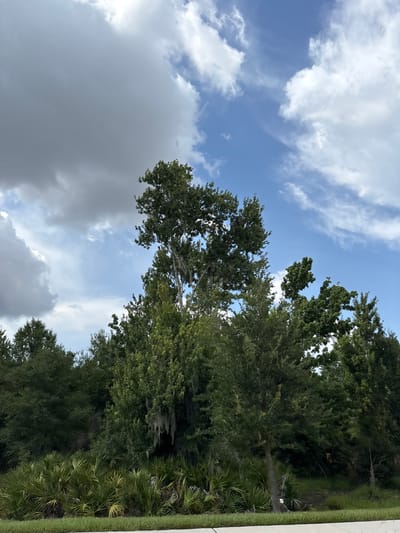 This is a photograph taken from a low angle, looking up at a dense line of trees against a partially cloudy sky. The foreground is a strip of grass and a concrete border. The trees vary in height and density, with some appearing to be oak trees adorned with Spanish moss, while others are evergreen. The sky transitions from a bright blue with scattered white clouds on the right to a large, ominous gray cloud formation on the left. The scene is likely in Parrish, Florida, given the prevalence of oak trees with Spanish moss and the type of lush, green vegetation.