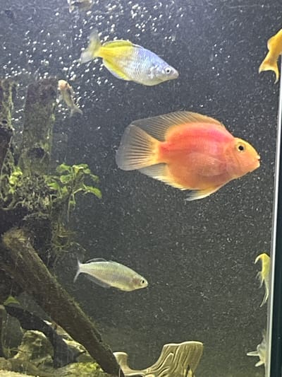 The image shows an aquarium with several fish. In the center of the frame is a large, orange-red blood parrot cichlid. To the left of the parrot cichlid is a smaller, blue and yellow fish. Beneath these two fish is a small, brown fish with a white face. To the right of the parrot cichlid is a silver-colored fish. At the top of the frame, there is a yellow fish. A piece of driftwood with green moss or plants attached to it is visible in the lower right corner of the image. The background is dark, and there are small, white particles suspended in the water, possibly air bubbles or detritus.
There is no indication of the location being Cheongju-si, South Korea.