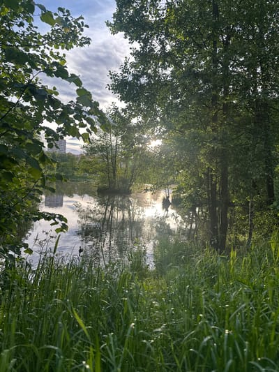 The image shows a body of water, likely a pond or lake, surrounded by trees and tall grass, creating a natural landscape. The scene appears to be upside-down; the reflection in the water shows trees, sky, and a building that are actually above the water's surface. Bright sunlight is visible, partially obscured by the trees, creating a shimmering effect on the water. The architecture of the building is visible in the reflection. The location is Grebnevo, Russia. The building would be the architectural ensemble of the estate.