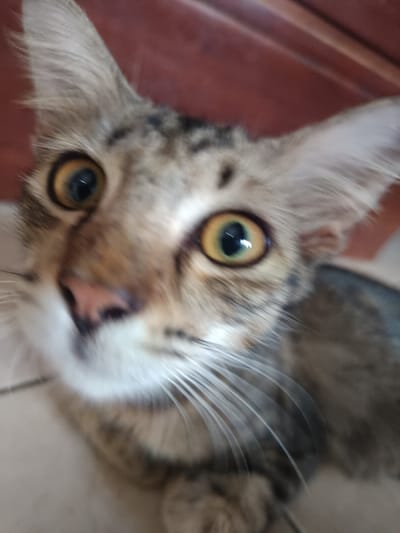 A close-up, high-angle shot captures a tabby cat's head and upper body. The cat exhibits brown, black, and tan patterned fur. Its prominent, round eyes possess golden-amber irises with dilated pupils, reflecting a discernible light source. A pink nose and a dense array of long, white whiskers are visible below the eyes. The cat's gaze is directed forward, occupying the central focus of the image. The immediate background is blurred, showing a reddish-brown surface at the top and a light-colored, possibly tiled, floor beneath. The scene is located indoors in Ouderkerk aan de Amstel, Netherlands.