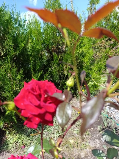 A close-up, eye-level, outdoor, sunny day shot captures a vibrant red rose in the foreground, slightly out of focus. The rose has many petals and appears to be a mature bloom. Behind the rose, a tall, green, dense evergreen hedge dominates the middle ground, its texture finely detailed. The sky above is a bright blue with a few scattered white clouds. In the lower right corner, the ground is visible with scattered rocks and sparse green grass. A small, green rosebud is also visible on a stem in the middle right of the frame. The overall scene is of a garden in a rural setting, likely in the Белавушскі сельскі Савет region of Belarus, given the typical landscape and vegetation.
