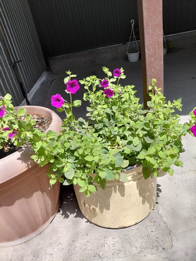 The image depicts an outdoor scene, likely a patio or backyard, in Бұлақты, Kazakhstan. In the foreground, two potted plants are visible. The plant on the right is a vibrant green with numerous purple petunia flowers, planted in a weathered, light yellow pot. To its left is another potted plant, a lighter green, with fewer visible flowers, in a large, light pink, ridged pot. The ground is a rough, grey concrete surface, with some visible cracks. In the background, a corrugated metal wall or fence runs vertically on the left side of the frame. A brown metal post stands to the right of the potted plants. Behind the post, two white hanging pots with plants are suspended from above. The scene is illuminated by bright sunlight, casting distinct shadows from the plants and the metal post onto the ground. The overall environment suggests a residential or garden area. There are no people or animals visible in the image.