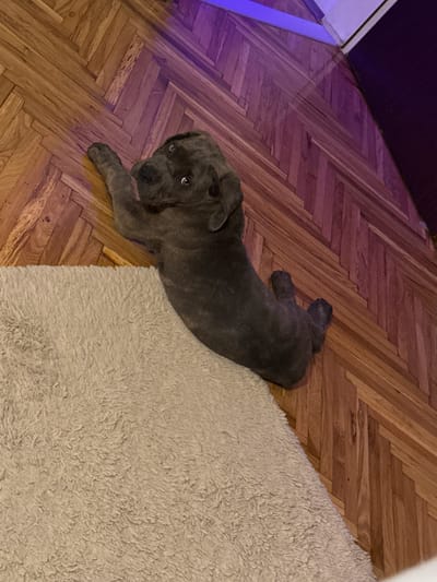A dark grey, brindle-patterned puppy is lying on a beige, fluffy rug that is partially on a polished wooden floor. The floor has a herringbone pattern. The puppy is looking up and to its left. The lighting in the room includes purple and orange hues. The scene appears to be indoors, in a domestic setting. No specific location in Apatin Municipality, Serbia can be determined from the image.