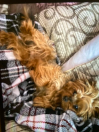 A small, brown, long-haired dog is lying on a patterned surface, which includes a beige pillow with a swirl pattern and a black and white plaid blanket with maroon lines. The location is unknown, but the information about Dragovishtitsa, Bulgaria is irrelevant.