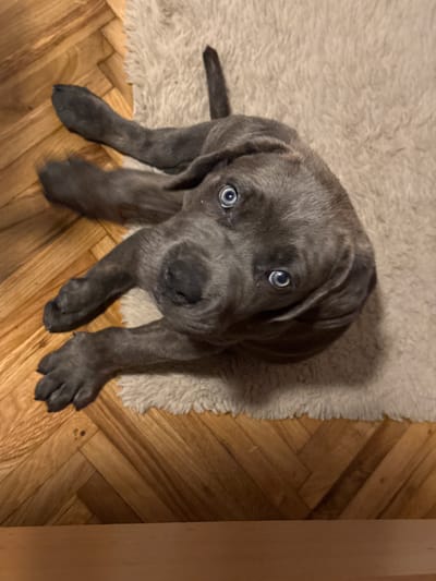 A dark grey Cane Corso puppy with striking blue eyes lies on its back on a cream-colored rug, with its paws splayed out. The rug is positioned on a herringbone-patterned wooden floor. The puppy's head is tilted, and its gaze is directed upwards towards the camera. The lighting suggests an indoor setting. The image does not provide any information about the city of Apatin Municipality, Serbia.