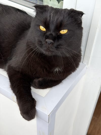 A black cat with bright yellow eyes is lying on a white ledge, possibly a windowsill. The cat has folded ears characteristic of a Scottish Fold breed and its body is partially obscuring the view of the background, which appears to be an interior setting with a window. The cat's fur is dark and appears to be soft, with some lighter, almost white, hairs visible on its chest and scattered on its body. Its front paws are tucked under its body, and one paw is resting on the edge of the ledge, with its toes slightly extended. The overall impression is one of relaxed alertness, with the cat looking directly at the camera. The image does not provide any specific details about the location in the city of Tsiolkovsky, Russia.