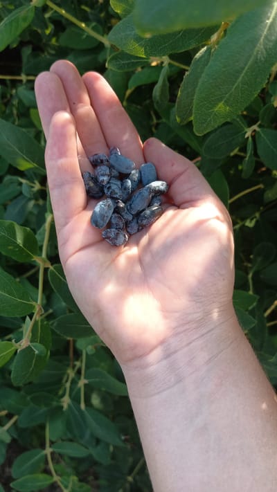 A person's open palm, filled with a cluster of small, elongated, dark blue berries, is held in the foreground. The berries appear to be honeysuckle or a similar fruit, with a slightly waxy or powdery bloom. The hand, showing clear lines and a light skin tone, is illuminated by sunlight, creating a shadow across its surface. Behind the hand, a dense background of lush green foliage, likely from a bush or tree, is visible. The leaves are broad and slightly textured, with some branches and stems interspersed. The overall impression is a close-up view of a hand harvesting fresh berries in a natural, outdoor setting. The image was captured in Parend, Russia.
