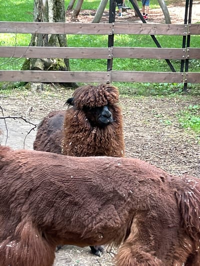 In Lapshinka, Russia, a brown alpaca with a shaggy mane stands behind another alpaca whose back is in the foreground. The alpacas are in an outdoor enclosure with a wooden fence in the background. The ground is covered in wood chips and some green vegetation. In the background, two children are visible near some playground equipment.