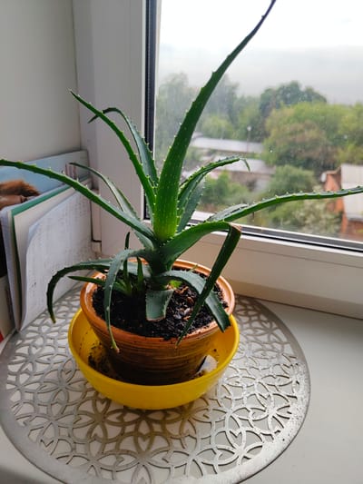 An aloe vera plant sits in an orange ceramic pot with a yellow saucer, placed on a silver decorative mat on a windowsill. The plant is lush and green with spiky leaves, and a few smaller pups are growing at its base. Some leaves appear slightly wilted or damaged. Behind the plant, a window looks out onto a hazy, overcast day with trees and rooftops visible. Papers and what appears to be a book or journal are stacked to the left of the pot. The scene is indoors, with the light suggesting it is daytime, likely overcast or foggy weather outside. The setting appears to be a home or office in Kraskovo, Russia. No specific activity is taking place other than the plant existing in its environment. No visible text is clearly discernible.