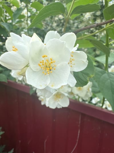 In Chastyye, Russia, a close-up photograph captures a cluster of white jasmine flowers in full bloom. The flowers, with their delicate petals and bright yellow stamens, are the focal point, positioned in the upper half of the frame. They are surrounded by lush green leaves and branches, suggesting a garden or natural setting. In the lower portion of the image, a deep red fence provides a contrasting backdrop. The lighting suggests it is daytime, with soft, natural light illuminating the scene. No people are visible in the image.