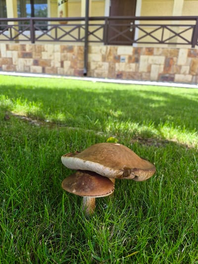 Two brown-capped mushrooms grow in lush green grass in front of a building with a stone facade and a wooden railing. The larger mushroom's cap is a lighter brown and appears to rest on top of the smaller mushroom. The smaller mushroom's cap is a darker brown. The building in the background is a pale yellow color with a dark brown door and railing. The grass is well-maintained and appears to be in a yard or park. The lighting suggests it is daytime with dappled sunlight. The scene is devoid of people.