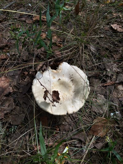 In Salyut, Russia, a close-up, overhead shot captures a single, pale mushroom resting on the forest floor. The mushroom's cap is broad and slightly indented, with a visible hole in the center and a few dark specks on its surface. The cap's edge is fringed with a row of small, gill-like structures. The surrounding environment is a dense carpet of dry, fallen leaves in various shades of brown, interspersed with dried grass and sparse green vegetation. Thin, dry twigs and pine needles also litter the ground. Several green blades of grass and broader leaves are scattered throughout the scene, some reaching over the mushroom. The lighting suggests it is daytime, with shadows indicating an overcast or dappled light. No people or animals are present.