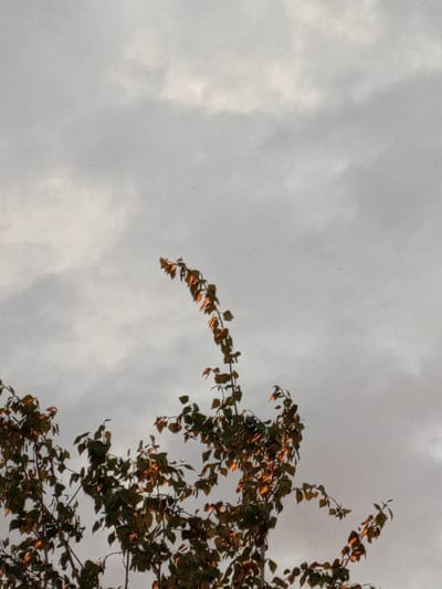 The image shows a close-up view of tree branches with leaves against a cloudy sky. The leaves are a mix of green and brown, with some areas illuminated by a warm, orange light, suggesting late afternoon or sunset. The sky is overcast with soft, diffused light. The photograph appears to have been taken in Pankrushikha, Russia, though no specific landmarks or contextual elements confirming this location are visible in the frame. There are no people, animals, or man-made objects present in the scene. The overall impression is one of natural, subdued beauty, possibly indicating an autumn setting.