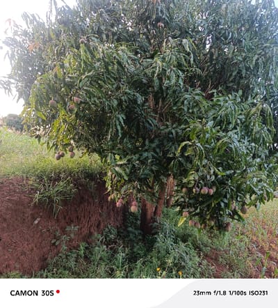 A mango tree laden with ripe mangoes dominates the frame, its dense canopy shading the ground below. The tree stands on a small embankment covered in vegetation. Yellow wildflowers dot the lower foreground. The background reveals additional foliage and grassy areas, creating a natural setting. Camera settings indicate a 23mm lens, f/1.8 aperture, 1/100s shutter speed, and ISO 231. The image was captured with a CAMON 30S.