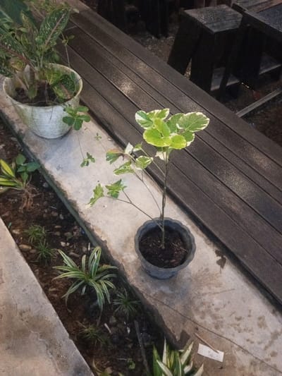 The image displays an outdoor, ground-level scene in Pontianak, Indonesia, under low light. The central focus includes two potted plants positioned on a damp, light-grey concrete surface.
On the left, a white, vertically ribbed plastic pot contains a plant with broad, variegated leaves exhibiting dark green and reddish-pink patterns. Thin stems with small, ovate green leaves trail from this pot onto the concrete. To its right, a dark grey, fluted plastic pot holds a young plant with an upright stem and prominently variegated leaves, featuring light green centers and irregular white margins.
Adjacent to the concrete, on the lower left, a narrow strip of dark soil is visible, containing several small, green, spiky plants and a cluster of strap-leaved plants with green and white variegation. A small, crumpled white paper fragment is present on the concrete near the bottom right.
In the upper right portion of the background, a dark brown, horizontally slatted wooden surface, appearing damp or reflective, extends diagonally. Beyond this surface, indistinct dark shapes consistent with outdoor seating or tables are visible. No individuals or direct actions are depicted. The environment suggests a garden or outdoor patio area.