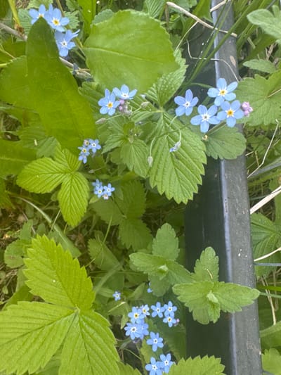 The image depicts a patch of greenery with small, light-blue flowers, likely forget-me-nots, growing near a section of what appears to be a dark gray or black metal fence. There are various types of green foliage, including leaves with three leaflets (possibly wild strawberry) and textured leaves with serrated edges. The location of the image is stated to be Галево, Russia, but there is no way to confirm this from the image alone. There are no visible people, actions, or interactions.