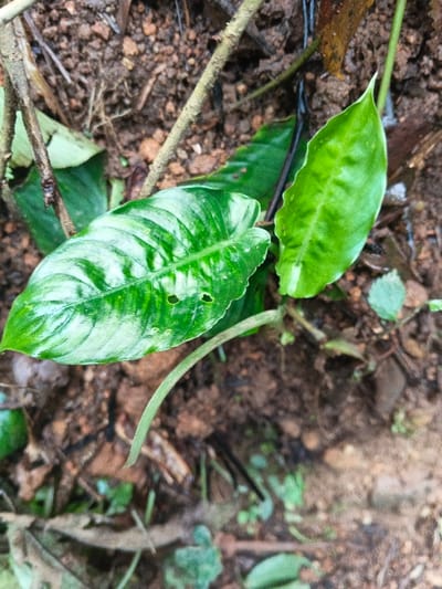 The image displays a close-up, ground-level view of vegetation within Situm, Papua New Guinea. Two prominent green plant leaves emerge from a bed of dark brown, visibly moist earth. The larger leaf, positioned on the left, is ovate, glossy, and exhibits irregular, mottled lighter green and whitish variegation. This leaf contains two distinct, roughly circular perforations in its central lamina. To its right, a smaller, ovate-lanceolate leaf is uniformly bright green with subtle lighter venation. The immediate ground environment consists of loose, clumpy soil interspersed with several dry, slender brown twigs and fragments of decaying organic matter. Scattered smaller green foliage is visible, particularly in the lower right and bottom portions of the frame. No human individuals, activities, or artificial objects are present.