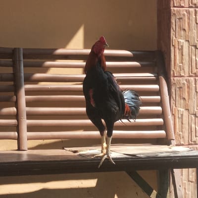 A black rooster with a red comb and wattles, and reddish-brown neck plumage, stands upright on a dark wooden surface. Its legs are a light yellowish-white. The rooster is positioned slightly off-center to the right, facing towards the right side of the frame. Scattered pieces of light-colored debris are visible on the wooden surface to the rooster's left. The background features a light brown wall partially covered by a horizontal slatted structure, resembling a wooden bench back, extending across the image. To the far right, a vertical section of a textured wall, appearing to be made of stacked reddish-brown stone or brick-like material, is present. Strong, directional sunlight from the upper left casts sharp shadows across the scene, including a prominent triangular shadow on the upper wall and horizontal shadows from the slats onto the wall behind them. The scene is outdoors, located in Pasir Muncang, Indonesia.