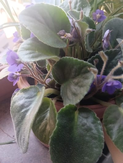 A close-up shot captures a cluster of African violets in a terracotta pot. The plants display their characteristic fuzzy, heart-shaped leaves in shades of deep green and some lighter, variegated patterns. Several delicate purple flowers, some fully bloomed and others still in bud, are scattered amongst the foliage. The lighting suggests an indoor setting with natural light filtering in from the side, creating soft highlights on the leaves. The background is blurred, hinting at a domestic environment, possibly a windowsill. The image does not depict any elements that would allow for identification of its specific location within Tallinn, Armenia.