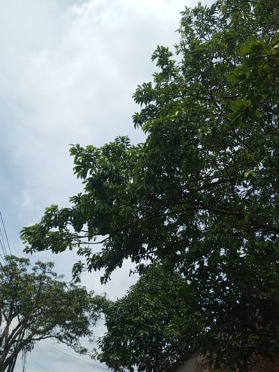 The image displays an upward view of an outdoor environment in Namthoung, Laos, dominated by natural elements against a cloudy sky. The upper and right portions of the frame are filled with the dense, dark green foliage and branches of a large tree. The sky, visible between and above the tree branches, is overcast with predominantly white and gray clouds, with hints of pale blue sky visible in the upper left. In the lower-left quadrant, the top of a second, less dense tree with green leaves and discernible branches is visible, intersected by multiple black utility wires running horizontally and diagonally across the frame. A section of a red-brown brick wall or building structure is present in the lower-right corner, partially obscured by additional green foliage. No individuals, animals, or discernible activities are present within the scene.