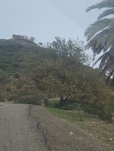 This image depicts a rural, mountainous landscape in Moqrisset, Morocco, under an overcast sky. In the foreground, a paved asphalt road, showing minor surface irregularities and a slight crack along its right edge, curves gently to the left and uphill. The immediate right shoulder of the road is unpaved, consisting of dirt, gravel, and sparse green vegetation.

To the right of the road, a large, gnarled tree with a full canopy of green and yellowish-green leaves stands prominently. Further right and partially visible at the top is a section of a palm tree's fronds. The midground features a steep hillside covered in various shades of green and brown scrub vegetation, interspersed with exposed earth. At the summit of this prominent hill, centered in the upper-left background, a dilapidated stone or concrete structure, possibly a small building or ruins, is visible against the grey sky. No individuals or animals are present.