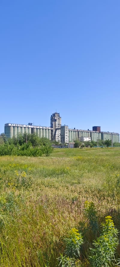 The image presents a rural landscape under a clear blue sky. In the foreground, there is a field of dense grasses and various low-lying plants, some with yellow flowers. The midground is marked by scattered trees and shrubs, partially obscuring the base of a large industrial complex in the background. This complex consists of a series of tall, cylindrical grain silos painted in a pale green color, interconnected by a central tower structure. The complex appears to be a grain elevator. The scene is located in the city of Dubovskoye, Russia. There are no people visible in the image.
