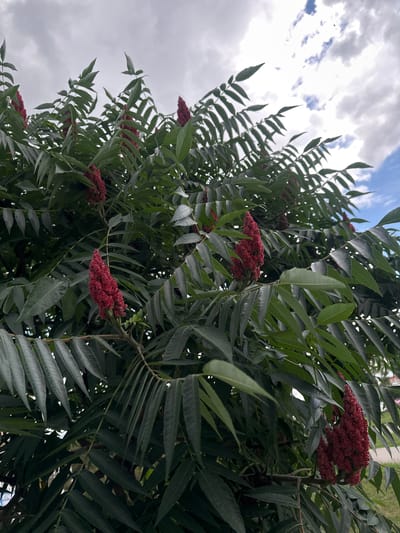 This media file is a close-up, low-angle shot of a tree with long, compound green leaves and clusters of small, fuzzy, deep red flowers. The flowers are arranged in cone-shaped panicles. The leaves are serrated and pointed, with a slightly grayish-green hue. The tree is dense, with many branches and leaves obscuring the background. The sky is visible through some of the foliage, showing a mix of white and gray clouds against a pale blue sky. The lighting suggests it is daytime, possibly overcast or nearing sunset given the muted light. There are no people or animals visible. The overall impression is of lush, abundant foliage. There is no visible text in the image. The context provided indicates the location is Staryi Aidar, Ukraine.