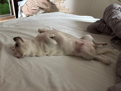 A small, white dog with light brown markings is lying on its back on a white-sheeted bed. Its legs are splayed out, and its belly is exposed, showing nipples. The dog's head is tilted to its left, with its mouth slightly open, revealing its tongue. In the background, a crumpled light brown blanket and a gray duvet are visible on the bed. To the left, a framed object with a green interior can be seen, possibly a window or a picture. The wall behind the bed has a tiled pattern. The overall scene depicts a dog relaxing comfortably in a bedroom environment.