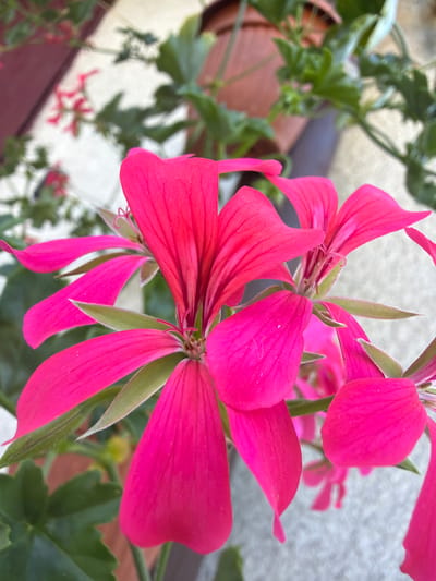 A close-up, slightly overhead view captures a cluster of vibrant pink geranium flowers in bloom. The petals are a rich fuchsia with delicate veins, and some are tinged with green at the base. The flowers are in focus, with a soft bokeh effect blurring the background. In the background, green leaves and stems are visible, along with hints of a terracotta pot and a textured, light-colored wall. The scene appears to be outdoors, possibly on a balcony or in a garden setting within Strzyżowice, Poland.