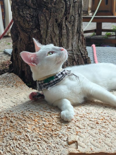 A white cat with green eyes lies on its back on a textured, light-colored surface. The cat is wearing a patterned fabric collar, black and white with green accents, around its neck. A small red object, possibly a toy or decoration, is visible near the cat's paws. The cat is positioned next to a rough, dark tree trunk. In the background, there is a hint of wooden structures and a gray, textured pole with a pink rope wrapped around it. The lighting suggests it is daytime, and the outdoor setting appears to be a garden or a similar natural environment. The cat's pose and relaxed demeanor suggest it is resting or lounging.