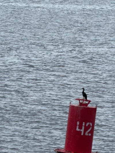 A cormorant is perched on top of a red buoy numbered "42" in the city of Ikskoe Ust'e, Russia. The buoy is in the water, which appears choppy and gray. The bird is black and is facing to the left. The buoy is cylindrical and has a red top with a smaller platform where the bird is standing. The water is the dominant feature of the image, taking up the majority of the frame.