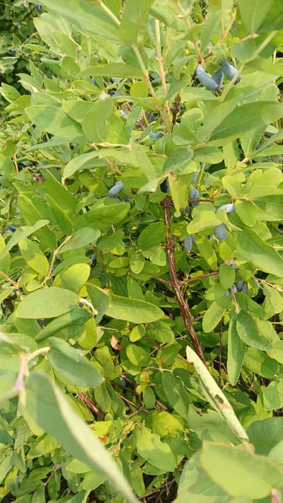 This is a close-up, vertical, eye-level photograph of a honeysuckle bush laden with elongated, blue-purple berries. The berries are clustered on thin, woody branches amidst vibrant green leaves. Some leaves show signs of minor damage, such as browning or small holes. The lighting suggests it is daytime, with sunlight illuminating the foliage. The background is a blur of more leaves and branches, indicating a natural setting. The image was taken in Kolyvan, Russia, and depicts a detail of the local flora.