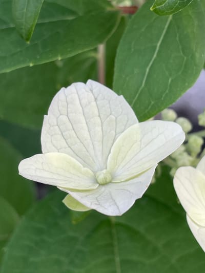 The image shows a close-up, top-down view of a delicate, pale white flower with visible veins on its petals. The flower is surrounded by lush green leaves. The background is also filled with blurred green foliage, suggesting a natural setting. The lighting is soft, highlighting the textures of the petals and leaves. There are no people or man-made objects visible in the frame. The scene is static, focusing solely on the natural beauty of the plant. The specific location in Маминское, Russia, is not discernible from the image itself.