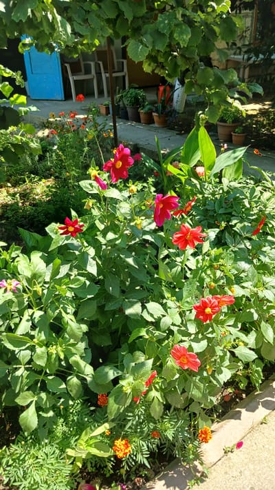 In Yalama, Azerbaijan, a vibrant garden scene unfolds under dappled sunlight, viewed from a low angle. The foreground is dominated by a dense cluster of lush green foliage, interspersed with numerous red and orange flowers. Among these are striking red dahlias with yellow centers, their petals unfurling outwards, and smaller, bright orange marigolds. Several buds are visible, hinting at future blooms.

Behind the flowers, a concrete pathway runs diagonally from the lower right corner, disappearing into the background. To the left of the pathway, more greenery and a few scattered pink and yellow flowers can be seen.

In the middle ground, a line of potted plants adds structure to the garden. These terracotta pots contain various green plants, some appearing fuller than others. Beyond the pots, a light-colored concrete wall forms the base of a building. To the left, a bright blue door is partially visible, leaning against the wall. In front of the wall and behind the potted plants, several white chairs are arranged, suggesting an outdoor seating area.

The background is further obscured by the dense canopy of leafy green trees, their branches creating a natural overhead covering that filters the sunlight, casting shadows on the scene below. The overall impression is one of a well-tended, slightly overgrown garden space, a serene corner of Yalama bathed in the warm glow of the sun.