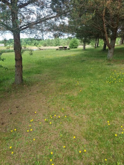 A landscape photo shows a grassy clearing with several pine trees. In the middle ground, a wooden picnic table with benches sits on the grass. In the background, a body of water is visible, surrounded by reeds and trees. The sky is overcast. The location is identified as Kalniškiai, Lithuania.