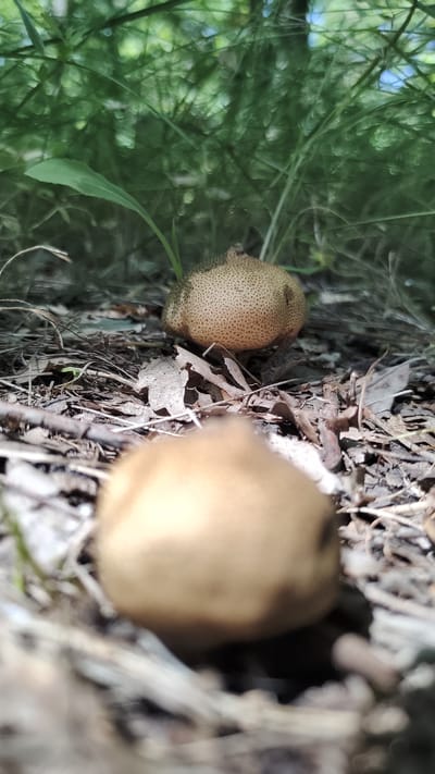 This media file features a close-up, horizontal shot of two mushrooms on the forest floor. The mushroom in the foreground left is out of focus, appearing as a soft, tan-colored sphere. The mushroom in the middle right is in sharp focus and displays a distinct textured surface with a pattern of small, light-colored dots against a tan background. It has an irregular, bulbous shape with some protrusions.
The surrounding environment is a forest floor with a mix of natural elements. Dry leaves, twigs, and debris are scattered around the base of the mushrooms. In the background, there is lush green foliage, suggesting a wooded or overgrown area. The lighting indicates it is daytime, with bright sunlight casting shadows and highlighting textures. The scene appears natural and undisturbed, implying a woodland setting in Mikhaylovka, Russia, during fair weather. No people or text are visible in the image.
