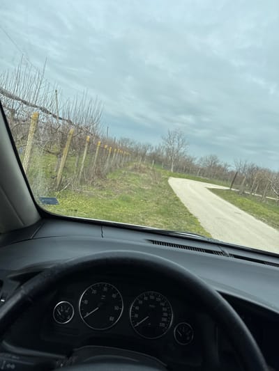 The image captures a view from inside a stationary vehicle in Polkovnik Lambrinovo, Bulgaria, looking outwards through the windshield. The lower portion of the frame is occupied by the vehicle's black dashboard, which displays a visible crack near the base of the windshield, and a section of the black steering wheel. The instrument cluster, showing a speedometer with a maximum of 220 km/h and an RPM gauge, indicates a reading of 0 for both speed and engine revolutions per minute.
The exterior scene reveals a rural environment under an overcast, light grey sky. To the left, a trellised vineyard or orchard extends, featuring rows of bare, pruned deciduous trees supported by wooden posts with distinctive yellow caps and wire fencing. The ground immediately adjacent to the vehicle and along the path is covered in green grass with some drier patches. To the right, an unpaved, light-colored road or path curves away into the distance, flanked by more bare deciduous trees, possibly part of a larger orchard or natural woodland. No individuals are visible within the frame.