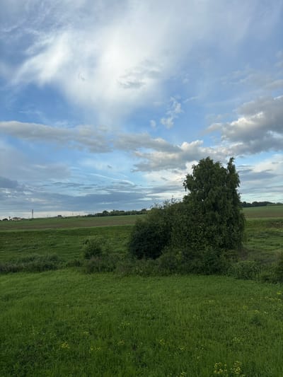 This is a vertical, eye-level, medium shot of a rural landscape under a cloudy sky. The scene is dominated by a vibrant green field that takes up the right half of the frame. The field is lush with tall grass and dotted with small yellow wildflowers. On the left side of the frame, a dense, dark green bush and a large tree with dark green foliage provide a visual contrast to the field. Behind the bush and tree, a strip of darker green trees forms a distant treeline. The left side of the image is primarily sky, filled with a mix of white and gray clouds. Streaks of lighter blue are visible between the clouds, suggesting a partly cloudy day. A faint contrail from an aircraft is visible in the sky. The overall impression is one of a peaceful, natural setting, likely in the countryside. The image appears to have been taken during the daytime, with the quality of light suggesting it could be late afternoon or early evening. There is no visible text in the image.