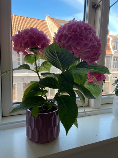 A potted pink hydrangea plant sits on a white windowsill. Outside the window, buildings are visible, including one with a red-tiled roof. A blue sky is seen above the building. The flower pot is purple and has a wavy design. The location of the picture may be in the city of Kolding, Denmark.