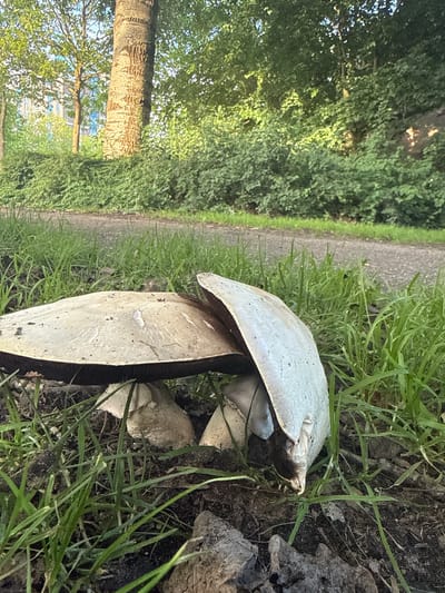In Amstelveen, Netherlands, two large mushrooms with pale caps are growing in a patch of soil near a paved path. The mushrooms are close together, with one cap partially overlapping the other. The caps appear weathered and slightly discolored, with visible gills underneath the darker edges. Surrounding the mushrooms, green grass grows tall, and patches of dark soil are visible. In the background, a tree with a textured bark trunk stands prominently, with lush green foliage and hints of a modern building with blue windows visible through the leaves. The scene is illuminated by natural light, casting soft shadows.
