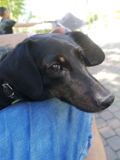 A close-up shot features a black and brown dachshund dog resting on a person's lap, likely outdoors in daylight. The person's legs are clad in blue jeans. The dog has a collar and is facing to the right. The background is slightly blurred, showing people, greenery, and paved ground that suggest an urban setting possibly within the city of Pardubice, Czechia.
