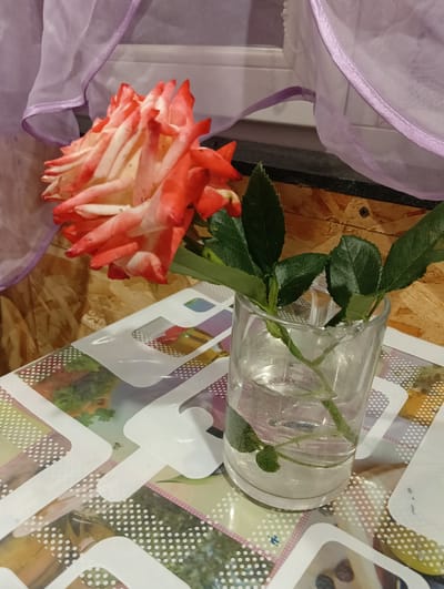 The image shows a close-up of a single rose with red and white petals, placed in a clear glass of water. The rose is in the foreground, with its stem and leaves visible submerged in the water. The glass is on a table covered with a patterned tablecloth featuring geometric shapes and small dots. In the background, a sheer purple curtain is draped, and behind that, a wooden surface with visible grain and a screw. The lighting suggests an indoor setting. There are no people or animals in the image. The setting is likely domestic.