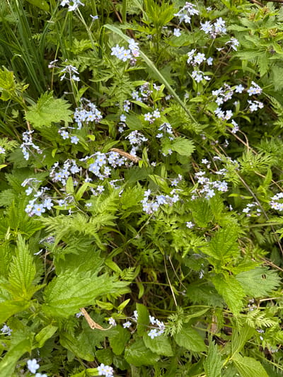 This close-up image captures a vibrant patch of wild vegetation, dominated by small, light blue flowers scattered among various green leaves. The scene depicts a natural, untamed environment.

The primary subjects are numerous clusters of small, five-petaled blue flowers, likely forget-me-nots, each featuring a distinct yellow or white center. These delicate blooms are interspersed throughout the dense green foliage. The leaves vary in shape and texture; some are broad with serrated edges and visible veins, resembling stinging nettles, while others are more finely dissected and fern-like. There are also slender blades of grass woven through the undergrowth.

No human activity or specific event is taking place; it is a static snapshot of nature. The lighting appears soft and diffused, suggesting either an overcast day or a shaded area, as there are no harsh shadows. The overall impression is one of lush growth and natural beauty, characteristic of a wild meadow or woodland edge. Given the location context of Dalen, Norway, this vegetation is typical of temperate European flora. There is no visible text in the image.